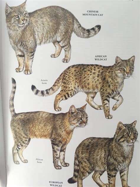 Carnivores Around The World 2025 𝚆𝚊𝚝𝚌𝚑 Online Without Signing Up
